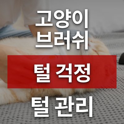 고양이 뽀송 브러쉬로 털 걱정 끝냈다